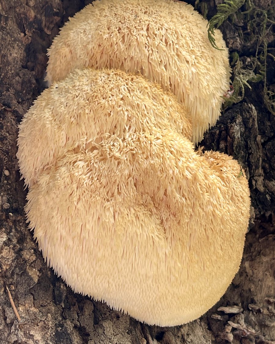 White lion's mane mushroom with cascading spines