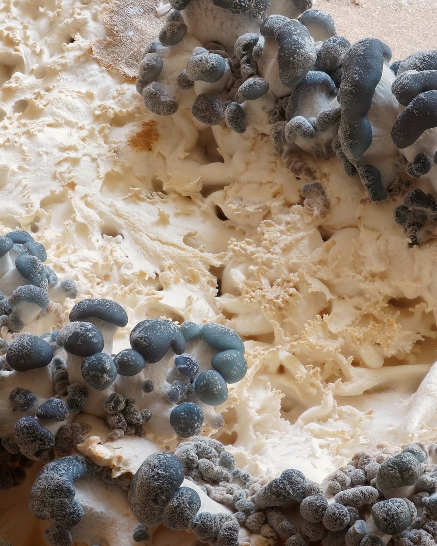 Cluster of grey oyster mushrooms with fan-shaped caps