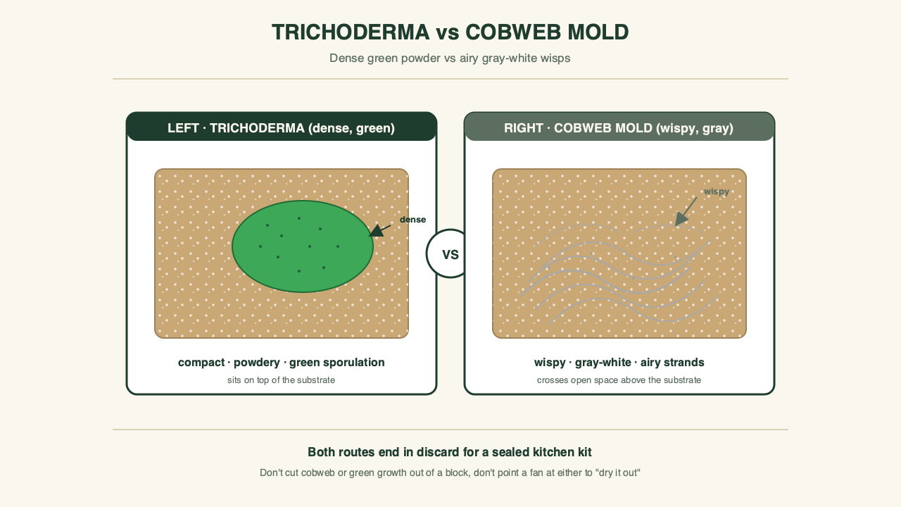 Side-by-side comparison of two colonized gourmet blocks: the left block shows a fuzzy gray-white wispy web of cobweb mold crossing the air above the substrate, while the right block shows a powdery green patch with a defined white edge sitting on top of the substrate. Both blocks are labeled to point out the texture, color, and edge differences that separate cobweb from Trichoderma.