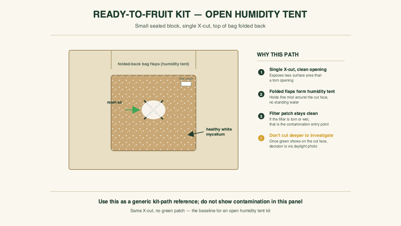 Side-by-side comparison of two growing setups: on the left, a sealed ready-to-fruit gourmet mushroom kit on a kitchen shelf with the X-cut visible and a small humidification tent; on the right, a larger grow bag with a filter patch and injection port, labeled to show the same keep/isolate/discard logic applies at the bag scale.