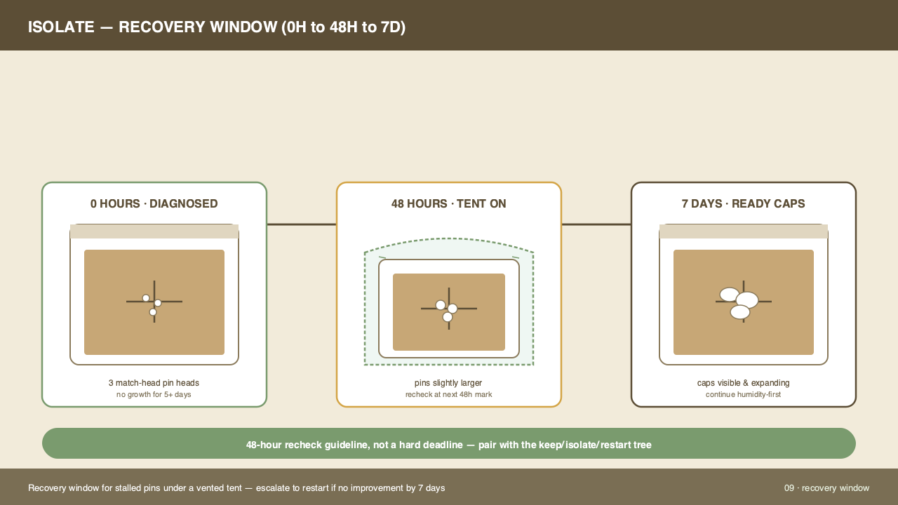 A two-week rotation table showing what changes to make each day: Day 1–3 (cut and mist twice), Day 4–7 (mist once daily, add light), Day 8–14 (mist on demand, watch for first pins), Day 15+ (harvest window opening). The table flags the day a kit passing the deadline should be checked for contamination instead of waited on.
