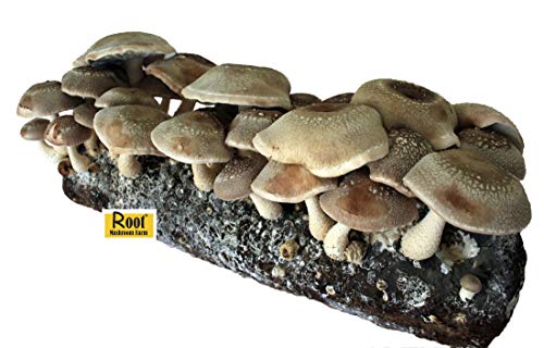 Root Mushroom Farm Shiitake Grow Kit