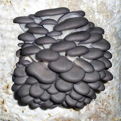 Blue Oyster Mushroom Grain Spawn - 1 lb. Ready to Use - Grow Your Own Gourmet or Medicinal Mushrooms at Home or Commercially