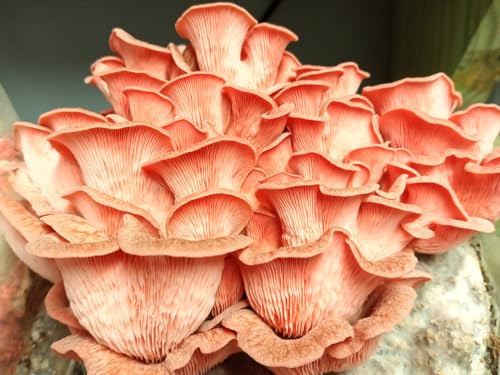 Pink Oyster Mushroom Grain Spawn - 1 lb
