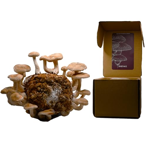 Shiitake Mushroom Grow Kit by Oakland Mushroom Co. — Handmade, Organic, Ready to Grow