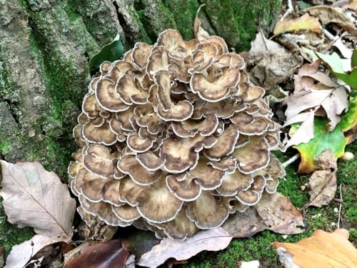 100 Hen of The Woods Mushroom Plug Spawn to Grow Gourmet Medicinal Mushrooms at Home or Commercially on Logs or Stumps