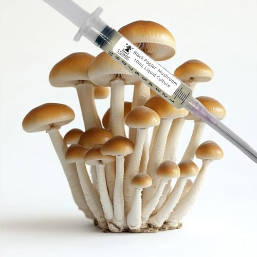 Cosmic Mushroom Supply Black Poplar Pioppino Liquid Culture 10cc