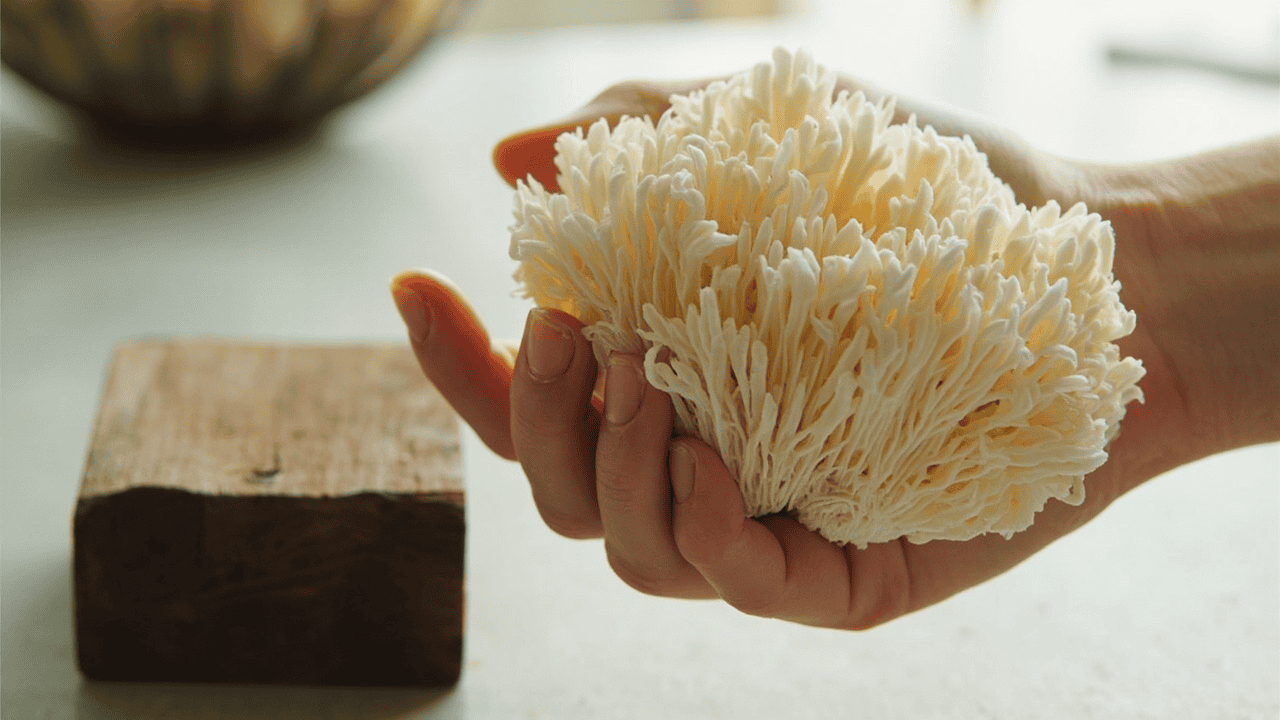 Hand supporting a lion's mane cluster while a clean knife cuts the base