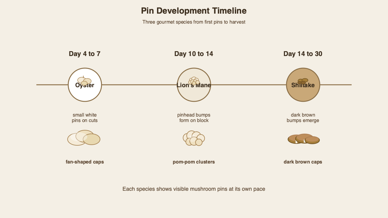 Three-panel timeline of gourmet mushroom pin development from oyster day 4-7 to lion's mane day 10-14 to shiitake day 14-30.